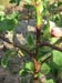 Lady Finger planting 19